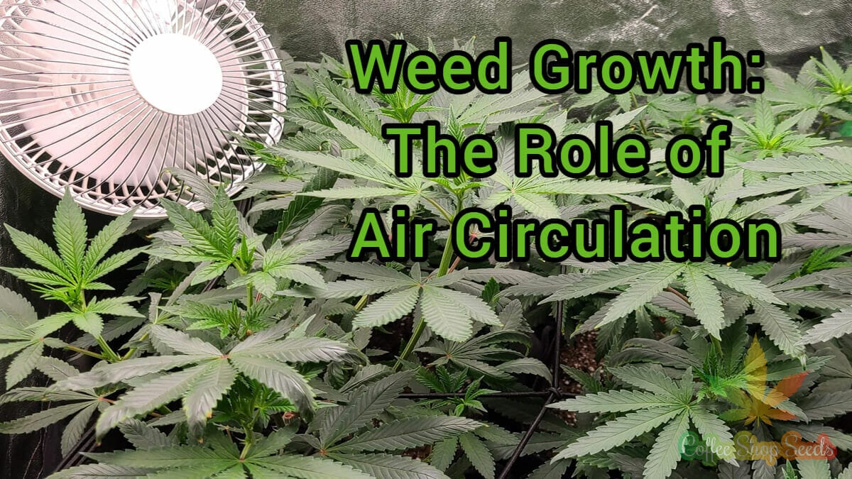 Air circulation to plant growth