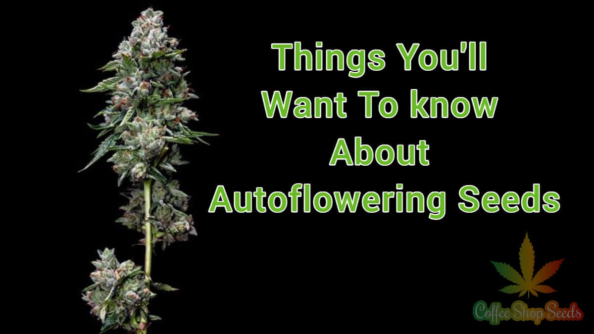Things to know about autoflowering cannabis seeds