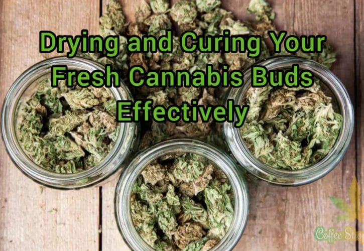 The Lowdown on Drying and Curing Your Fresh Cannabis Buds Effectively
