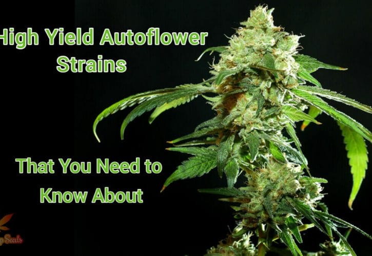 5 High Yield Autoflower Strains That You Need to Know About