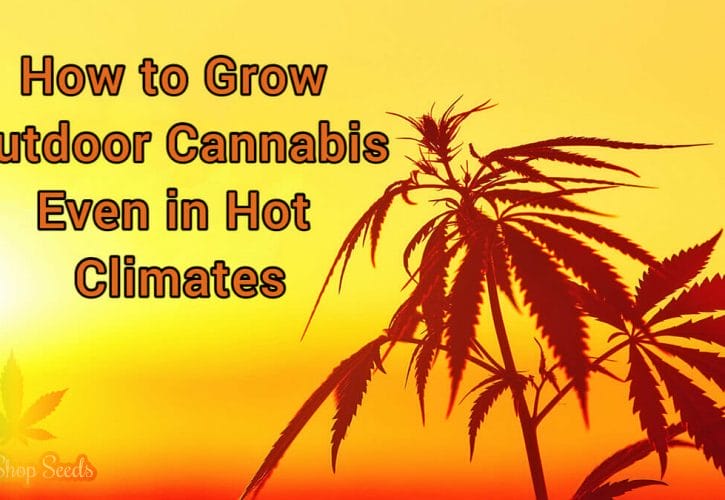 How to Grow Outdoor Cannabis Even in Hot Climates
