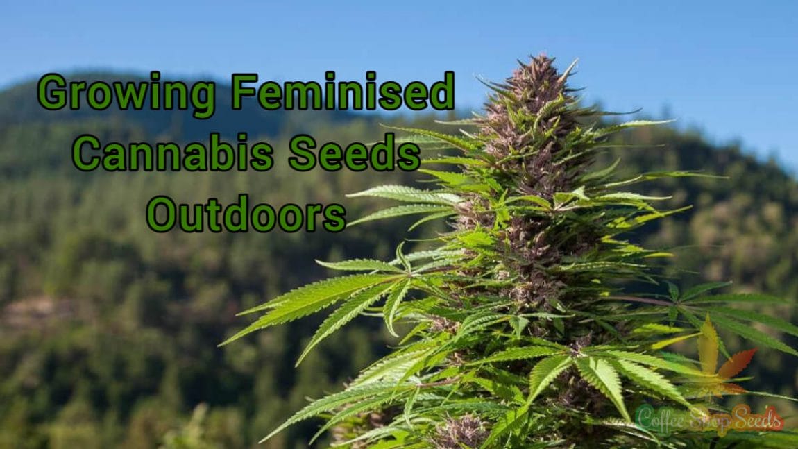 7 Practical Tips on Growing Feminised Cannabis Seeds Outdoors