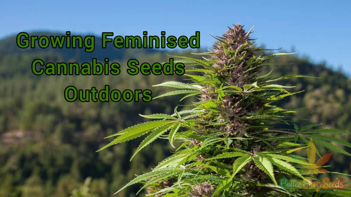 Growing Feminised Cannabis Seeds Outdoors