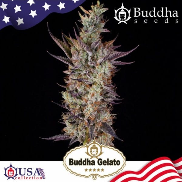 Buddha Gelato Feminised Cannabis Seeds by Buddha Seeds