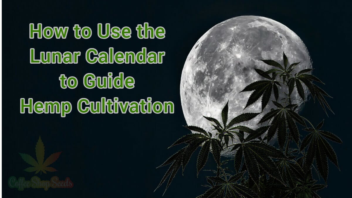Use the Lunar Calendar to Guide Hemp Cultivation