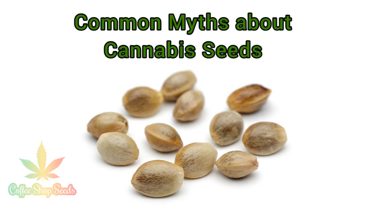 7 Most Common Myths about Cannabis Seeds Finally Dispelled