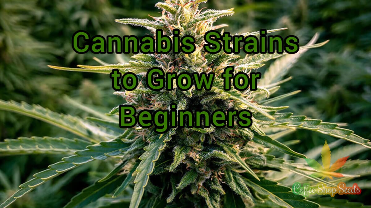 Cannabis for Beginners