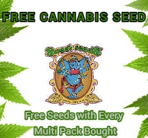 Sweet Seeds - FREE Seed