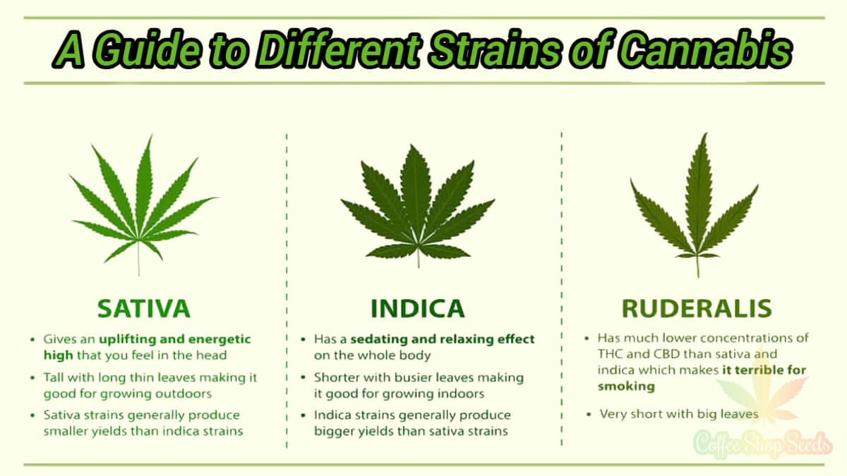 A Guide to Different Strains of Cannabis