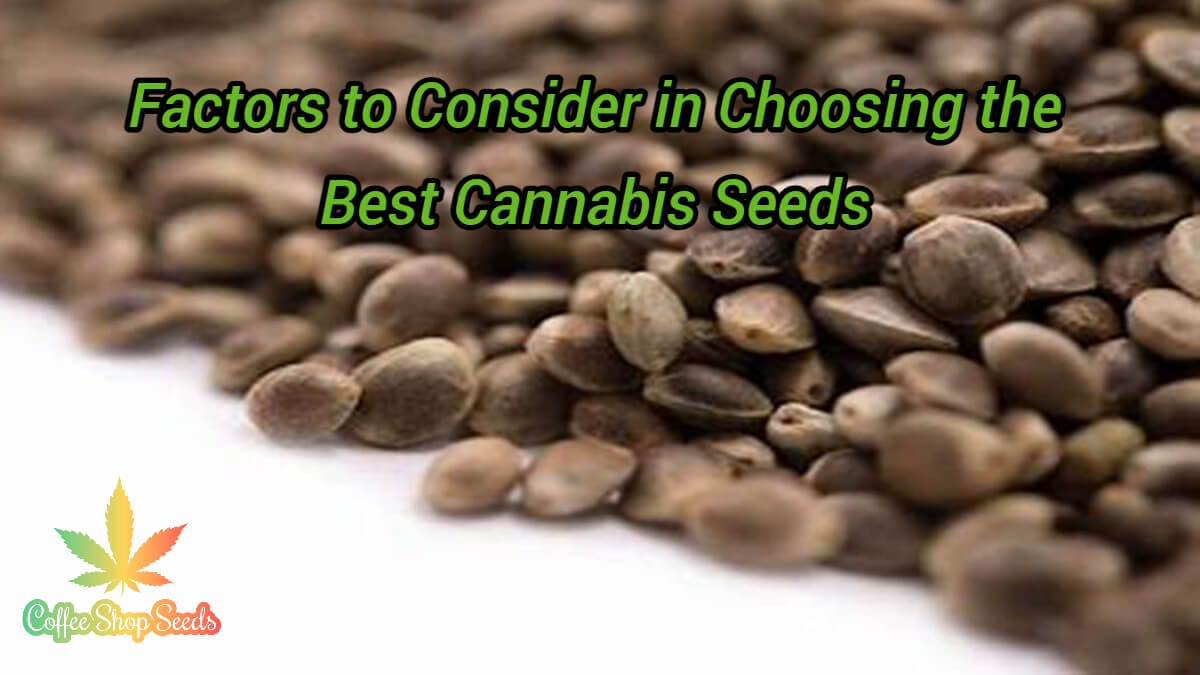 Factors to Consider in Choosing the Best Cannabis Seeds