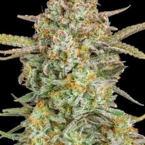 Bruce Banner XXL Auto Feminised Cannabis Seeds by Advanced Seeds