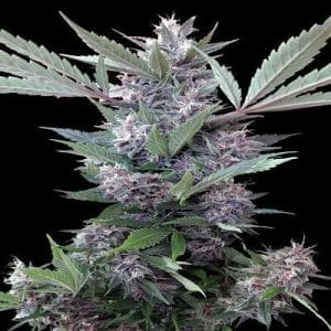 Bubba Kush x PCK Regular Cannabis Seeds by Ace Seeds