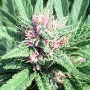 ErdPurt x PCK Regular Cannabis Seeds by Ace Seeds