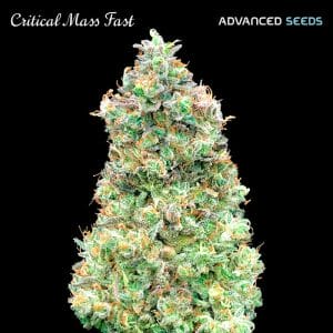 Critical Mass FAST Feminised Cannabis Seeds by Advanced Seeds