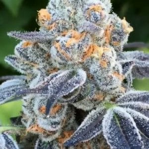 Death Scout Regular Cannabis Seeds by BC Bud Depot