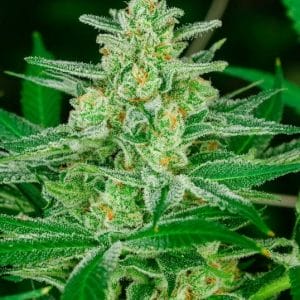 blue Dream FAST Feminised Cannabis Seeds by Atlas Seed