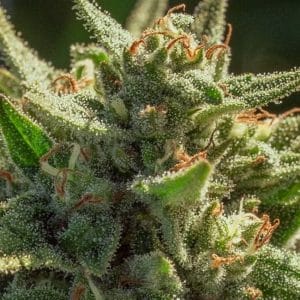 Cheetah Fat FAST Feminised Cannabis Seeds by Atlas Seed