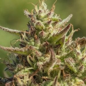 Chingona FAST Feminised Cannabis Seeds by Atlas Seed