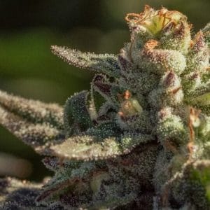 Fuegisima FAST Feminised Cannabis Seeds by Atlas Seed