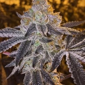 Gopher Glue FAST Feminised Cannabis Seeds by Atlas Seed