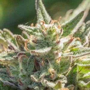 Mythic Cheetah FAST Feminised Cannabis Seeds by Atlas Seed