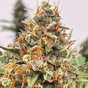 Mendo Butter Feminised Cannabis Seeds by Atlas Seed