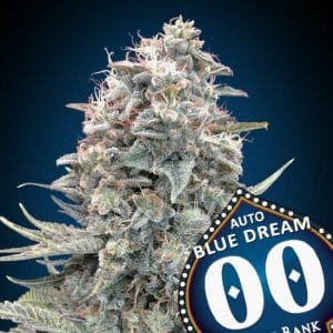 Blue Dream Auto Feminised Cannabis Seeds by 00 Seeds