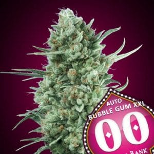 Bubble Gum XXL Auto Feminised Cannabis Seeds by 00 Seeds