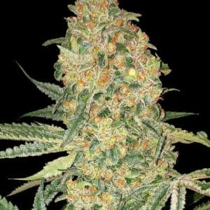 Bruce Banner Feminised Cannabis Seeds by Advanced Seeds