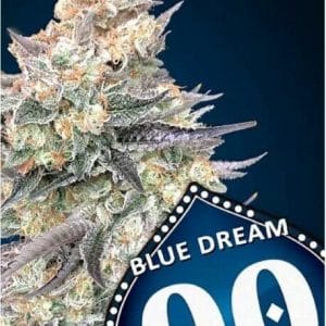 Blue Dream FAST Feminised Cannabis Seeds by 00 Seeds