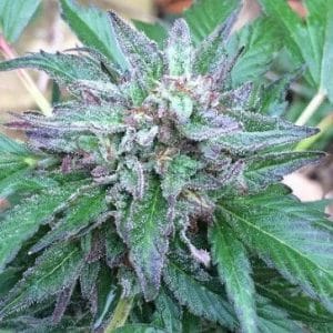 Early Bubba Regular Cannabis Seeds by Ace Seeds