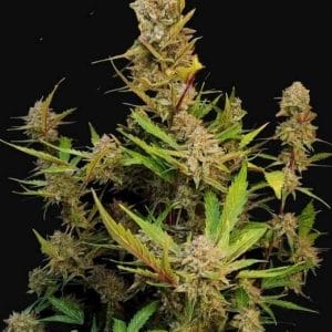 Apricot Auto Feminised Cannabis Seeds by FastBuds