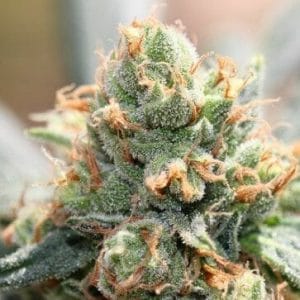 HashTonic Feminised Cannabis Seeds by Ace Seeds