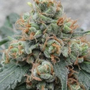 HashTonic Regular Cannabis Seeds by Ace Seeds