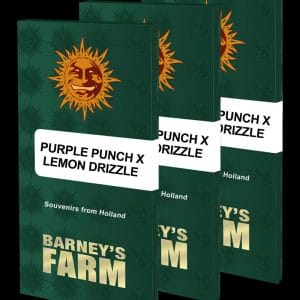 Purple Punch x Lemon Drizzle Feminised Cannabis Seeds by Barney's Farm