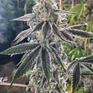 The Breath Regular Cannabis Seeds by BC Bud Depot