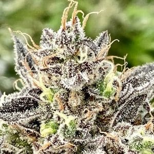 Whale Breath Feminised Cannabis Seeds by Atlas Seed