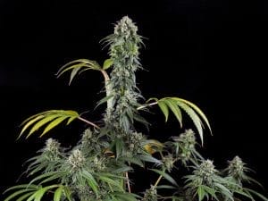 ORANGE LINE — HIGH END PREMIUM CANNABIS SEEDS THAT WASH — 11s Genetics