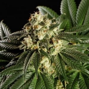 Dream Sherbet Feminised Cannabis Seeds by Kannabia Seeds