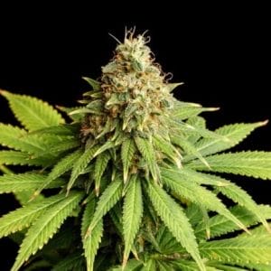 Hellfire OG Feminised Cannabis Seeds by Kannabia Seeds