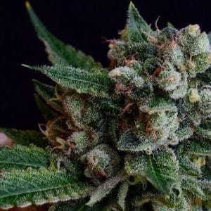 Affie Dogwalker Regular Cannabis Seeds by Green Bodhi