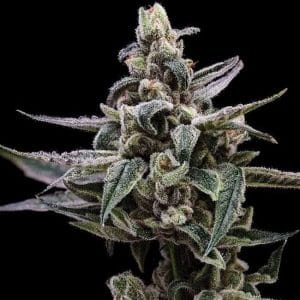 Affie OG Regular Cannabis Seeds by Green Bodhi