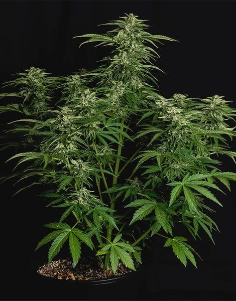 Apollo F1 Auto Feminised Cannabis Seeds by Royal Queen Seeds