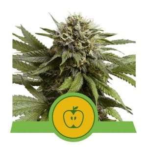 Apple Fritter Auto Feminised Cannabis Seeds by Royal Queen Seeds