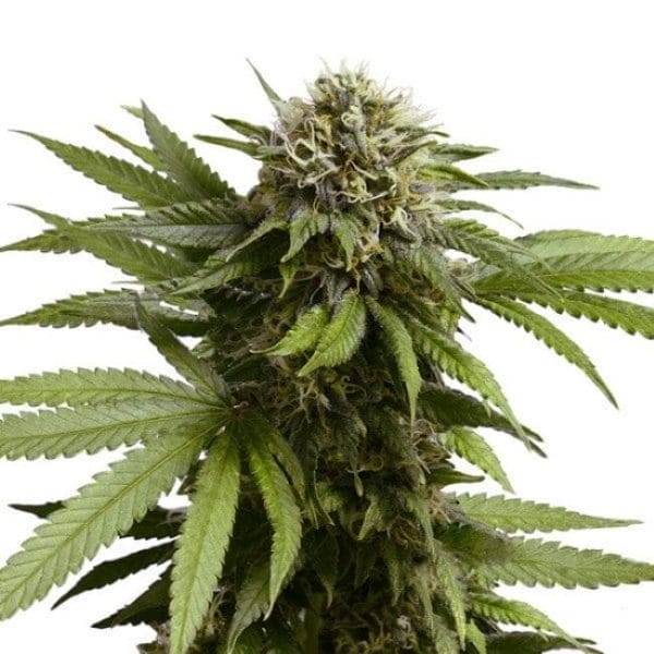 Apple Fritter Auto Feminised Cannabis Seeds by Royal Queen Seeds