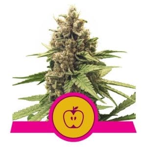 Apple Fritter Feminised Cannabis Seeds by Royal Queen Seeds