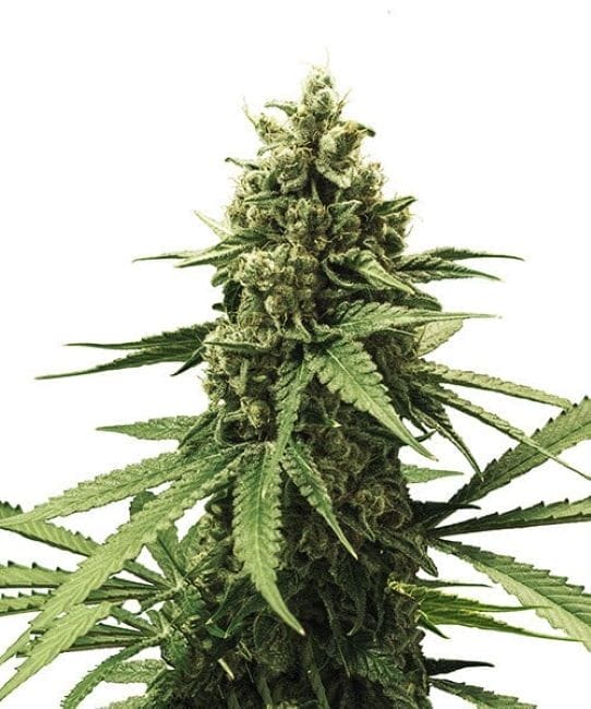 Apple Fritter Feminised Cannabis Seeds by Royal Queen Seeds