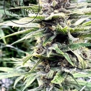 Apple Fritter Feminised Cannabis Seeds by Lineage Genetics