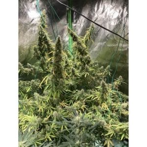 Northern Dragon Fuel Auto Feminised Cannabis Seeds by Super Sativa Seed Club