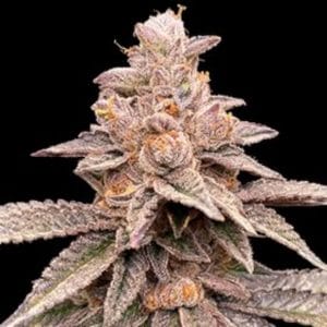 Banana Latte Feminised Cannabis Seeds by G13 Labs